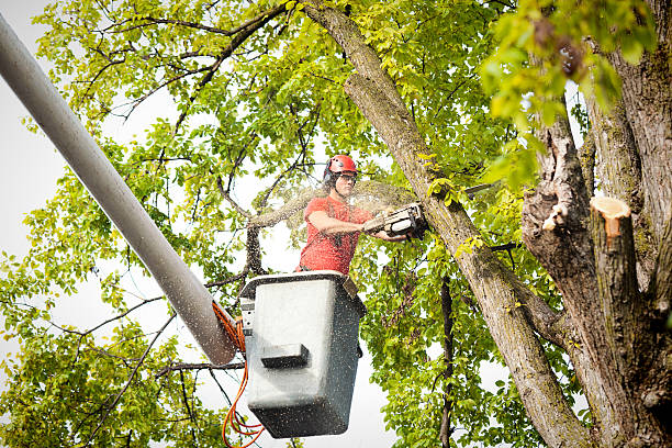 Best Palm Tree Trimming  in Eaton, CO