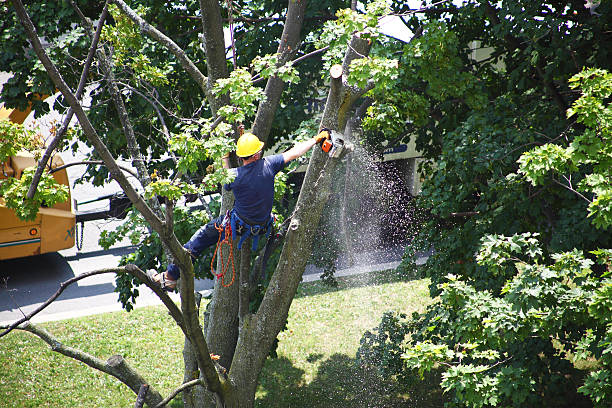 How Our Tree Care Process Works  in  Eaton, CO